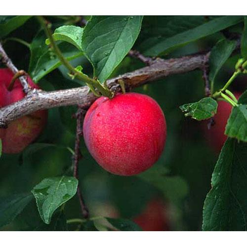 果樹苗 スモモ 【 大石早生 1年生苗 】 [ 李 すもも 果樹苗木 販売 ]