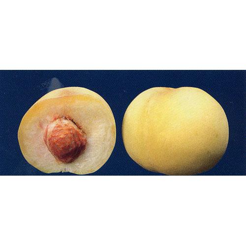 果樹苗 桃 【清水白桃 （ しみずはくとう ） 1年生苗 】 [ もも モモ 果樹苗木 販売 ]