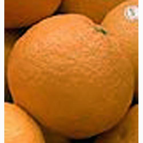 柑橘類の苗 【 スルガエレガント 1
