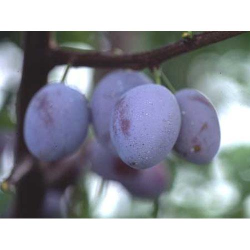 果樹苗プルーン[プルーン果樹苗木販売]