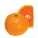 柑橘類の苗 【 南津海 （ なつみ ） 