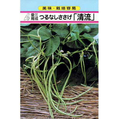ささげ 種 【 つるなしささげ清流 】 小袋（8ml） ( ささげの種 )