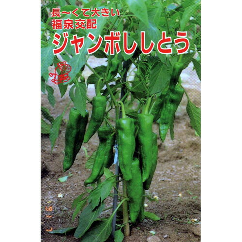 ししとう 種 【ジャンボししとう】 0.5ml （ 種 野菜 野菜種子 野菜種 ）