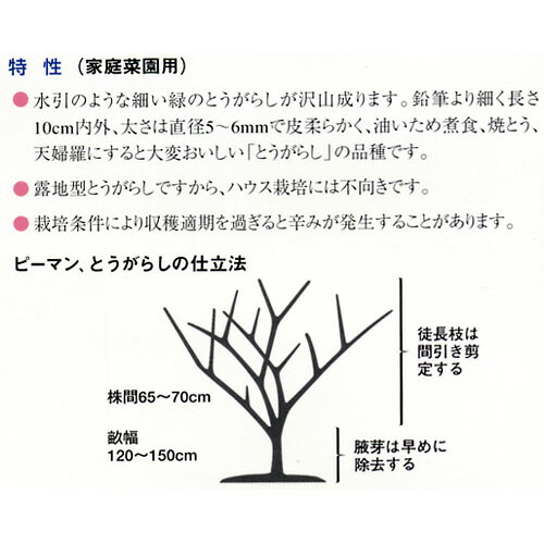 唐辛子 種 【水引とうがらし】 1.3ml （ 種 野菜 野菜種子 野菜種 ）