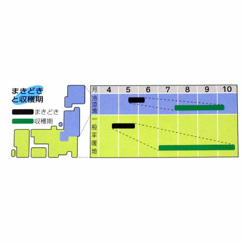 オクラ 種 【 アーリーファイブ 】 小袋(PF 90粒) ( オクラの種 )
