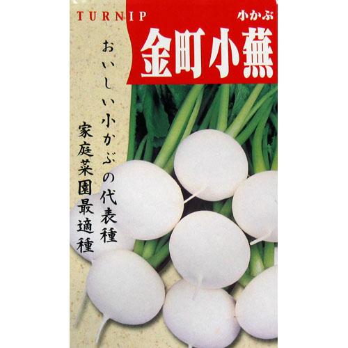 カブ 種 【金町小蕪】 小袋（約50ml） （ 種 野菜 野菜種子 野菜種 ）