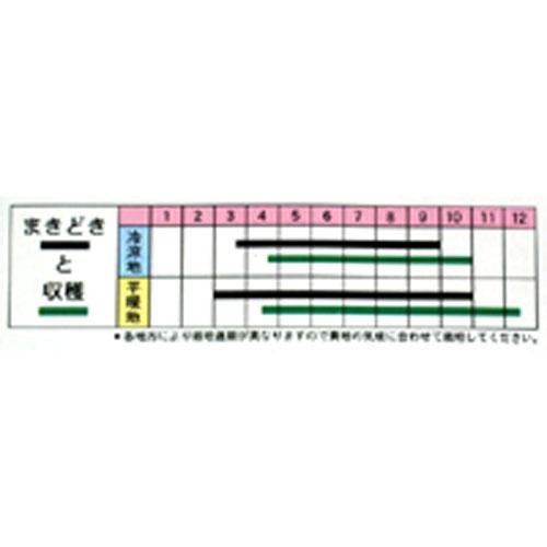 カブ 種 【金町小蕪】 小袋（約50ml） （ 種 野菜 野菜種子 野菜種 ）