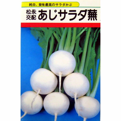 カブ 種 【 あじサラダ蕪 】 種子 小袋（約4ml） （ 種 野菜 野菜種子 野菜種 ）