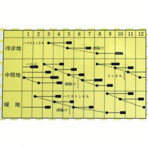 ちんげん菜 種 【 維新 】 種子 小袋（約3ml） （ 種 野菜 野菜種子 野菜種 ）
