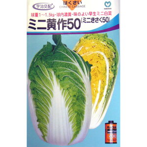 白菜 種 【 ミニ黄作50 】 種子 小袋（約1.5ml） <br>（ 種 野菜 野菜種子 野菜種 ）