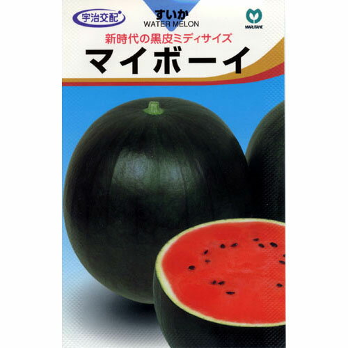 スイカ 種 【マイボーイ】 7粒 （ 種 野菜 野菜種子 野菜種 ）