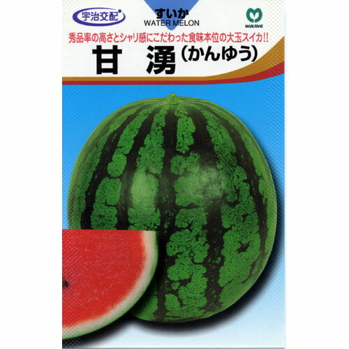 スイカ 種 【甘湧 (かんゆう)】 7粒 （ 種 野菜 野菜種子 野菜種 ）