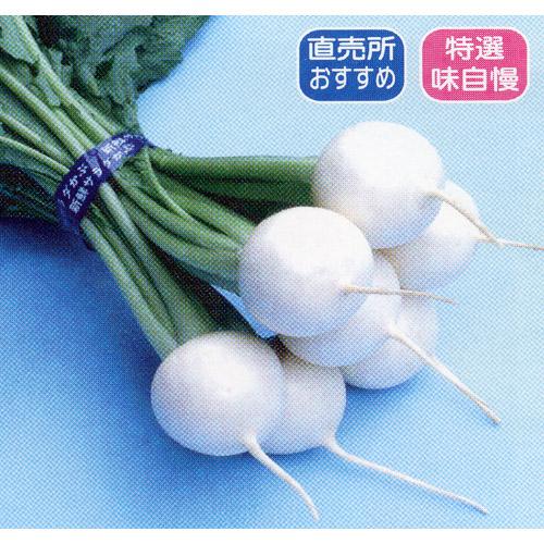 カブ 種 【 はくれい 】 種子 小袋（約4ml） （ 種 野菜 野菜種子 野菜種 ）のサムネイル