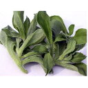 【 アイスプラントプチサラ 】 種子 1ml ( 種 野菜 野菜種子 野菜種 )