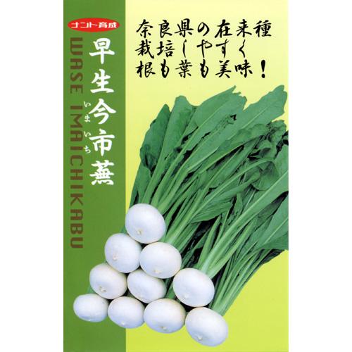 カブ 種 【 早生今市 】 種子 小袋（約4ml） （ 種 野菜 野菜種子 野菜種 ）