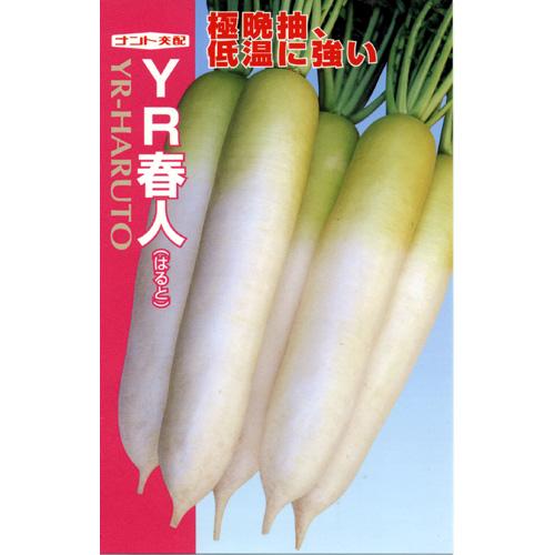 大根 種 【 YR-春人 】 種子 小袋（約3ml） （ 種 野菜 野菜種子 野菜種 ）