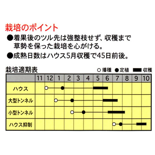 スイカ 種 【 サマーオレンジGR (グランド) 】 小袋(7粒) ( スイカの種 )