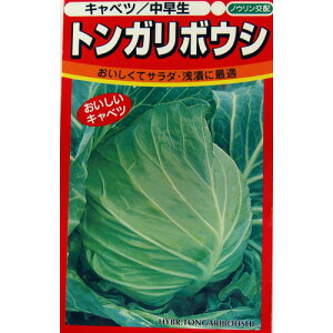 キャベツ 種 【 トンガリボウシ 】 種子 小袋（約100粒） <br>（ 種 野菜 野菜種子 野菜種 ）