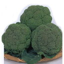 ブロッコリー 種 【 グランドーム 】 種子 ペレット5000粒 ( 種 野菜 野菜種子 野菜種 )