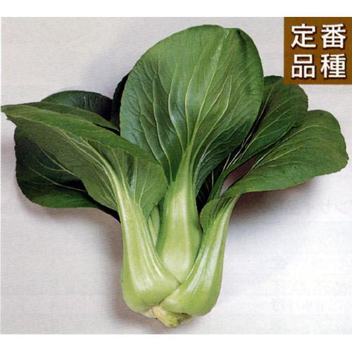 ちんげん菜 種 【 青帝 】 種子 2dl （ 種 野菜 野菜種子 野菜種 ） ★