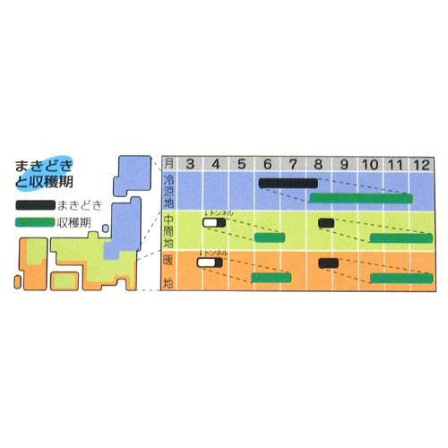 白菜 種 【 耐病六十日 】 種子 小袋（約20ml） （ 種 野菜 野菜種子 野菜種 ）