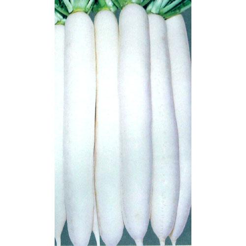 大根 種 【 新八州 】 種子 小袋（約2dl缶） （ 種 野菜 野菜種子 野菜種 ）