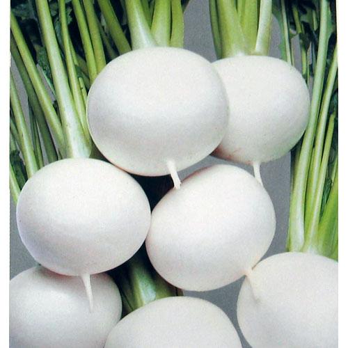 カブ 種 【 福小町 】 種子 1dl （ 種 野菜 野菜種子 野菜種 ）