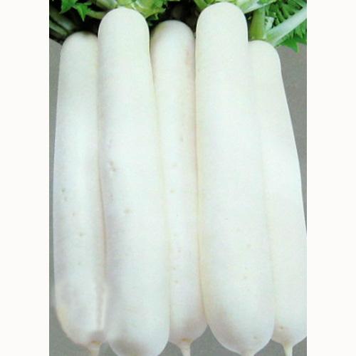 樂天商城 - 大根 種 【 冬どり大蔵 】 種子 2dl缶 （ 種 野菜 野菜種子 野菜種 ）