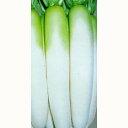 大根 種 【 YRくらま 】 種子 2dl缶 ( 種 野菜 野菜種子 野菜種 ) ★