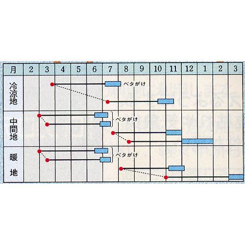 にんじん 種 【 恋ごころ 】 種子 小袋（約500粒） （ 種 野菜 野菜種子 野菜種 ） ★