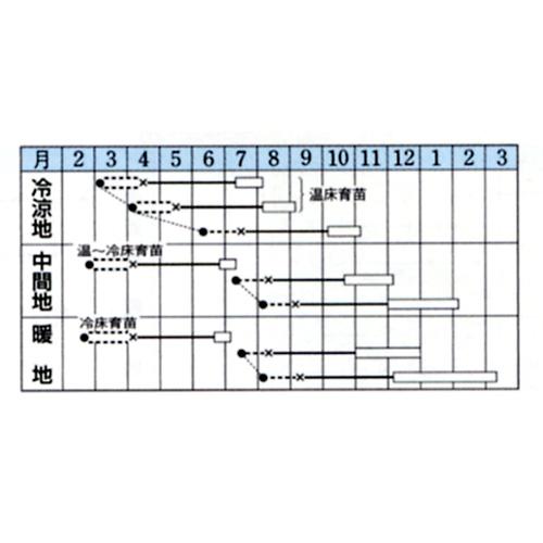 キャベツ 種 【 ネオルビー 】 小袋(DF 1.0ml) ( キャベツの種 ) 2