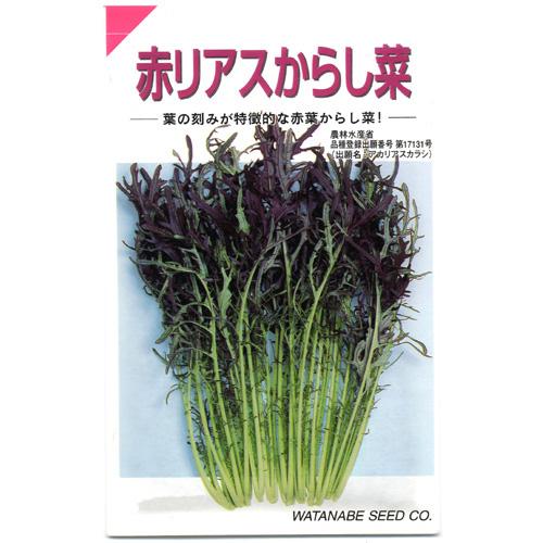 漬け菜 種 【 赤リアスからし菜 】 種子 小袋（約6ml） （ 種 野菜 野菜種子 野菜種 ）