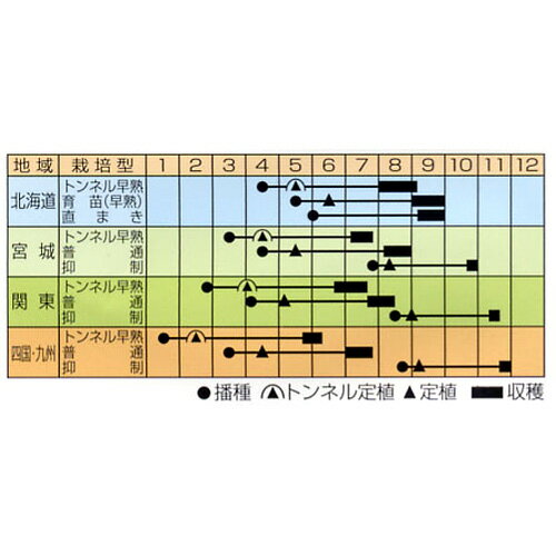 かぼちゃ 種 【ダークホース】 約9粒 ( 種...の紹介画像2