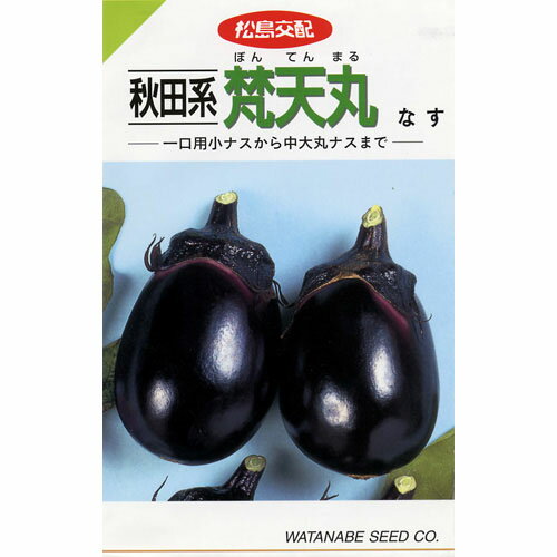 なす 種 【秋田系梵天丸】 0.7ml （ 種 野菜 野菜種子 野菜種 ）