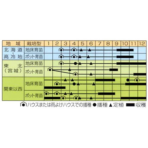 ネギ 種 【 白林 (はくりん) 】 種子 小袋（約20ml） （ 種 野菜 野菜種子 野菜種 ）