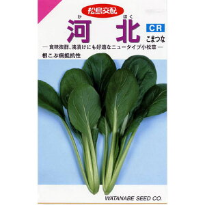 小松菜 種 【 河北CR 】 小袋（6．6ml） ( 小松菜の種 )