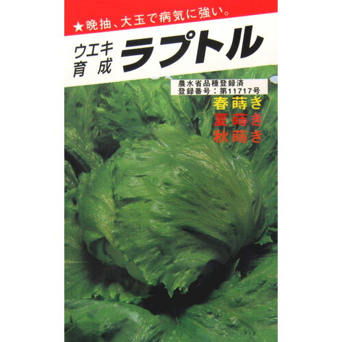 レタス 種  種子 小袋（約1ml） （ 種 野菜 野菜種子 野菜種 ）
