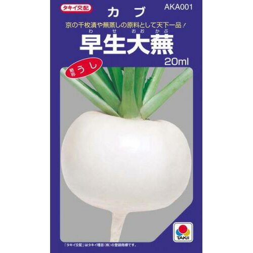 カブ 種 【 早生大蕪 】 種子 小袋（約20ml） （ 種 野菜 野菜種子 野菜種 ）