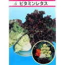レタス 種 【ビタミンレタス】 小袋 ( 種 野菜 野菜種子 野菜種 )