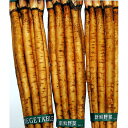 ごぼう 種 【ダイエット】 小袋(約10ml) ( 種 野菜 野菜種子 野菜種 )