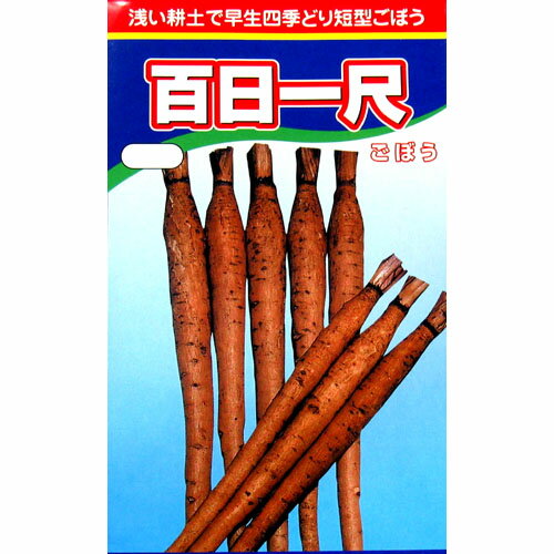 ごぼう 種 【百日一尺】 小袋（約10ml） （ 種 野菜 野菜種子 野菜種 ）