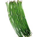 ささげ 種 【黒種三尺ささげ】約15ml ( 種 野菜 野菜種子 野菜種 )