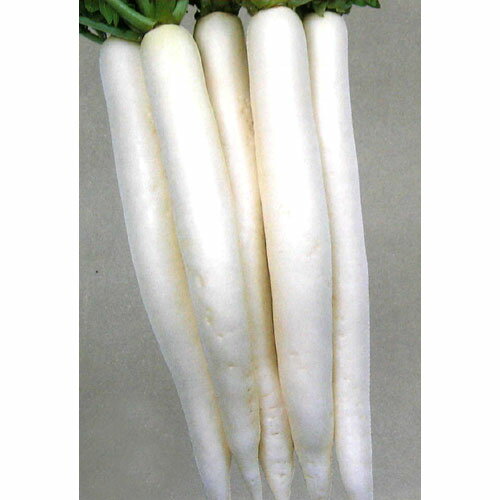 大根 種 【 黒葉みの早生 】 種子 小袋（約10ml） （ 種 野菜 野菜種子 野菜種 ）