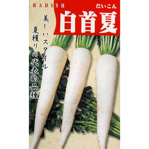 大根 種 【 白首夏大根 】 種子 小袋（約10ml） （ 種 野菜 野菜種子 野菜種 ）