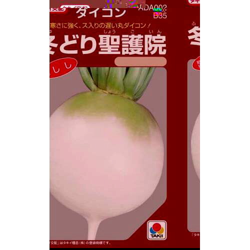 メール便で10袋まで同梱できます。 種子と責任種子は努めて純良なものをご用意しておりますが、商品の性質上100%の純度や発芽は望めません。商品の包装等に記載のある、発芽試験結果を満たした商品をお届けいたします。発芽は播種後の条件により結果が異なるため、温度や水分などを品目ごとに適した条件下で管理してください。不適条件下では発芽しないことがあり、また100%同一ではなく、まれに異株が出る場合がございます。種子・苗などについて、発芽後および植えつけ後の栽培条件や天候などによって結果が異なりますので、商品の生長後や収穫物に対する補償はいたしかねます。また商品の性質上、結果不良につきましてはお買い上げ金額の範囲内とさせていただきます。(お客様の栽培管理や気象条件による結果不良につきましては、その責任を負いかねます)独自に加工されたものや、お届け後に有効期限を超えられたものにつきましては責任を負いかねます。野菜などの収穫物については、品種の特性や栽培条件などにより生育に差が生じることがあり、収穫物のサイズ、重量、味などは掲載表現と異なる場合がございます。大根の育て方大根は古くから日本で栽培されてきた野菜で、地方によって品種も多く形や肉質などの品種の分化が著しく発達している野菜です。気候は涼しいところを好み、生育温度は15〜20℃が適しています。高温に弱く、関東以南では高冷地を除いた5〜7月まきは病虫害にあいやすく、収穫が難しくなります。寒さには強い方ですが、晩秋以後の低温は根の太りが悪くなるので、栽培地にあった品種を選びましょう。 1.土作り &nbsp; &nbsp; 又根とならないよう、深く良く耕し、約1坪当り苦土石灰300gを混ぜ酸度調整を行います。一週間後、堆肥7kg、緩効性肥料500gを全面に施し、深さ30cm位までよく耕しておきます。 堆肥は完熟したものを用い、種まきまで2週間ほどおきましょう。 幅60cm高さ10cmほどの畝を作ります。水はけのよい火山灰土では、平うねでかまいませんが、低地では高うねにして排水が良くなるようにしたほうが良いでしょう。 2.種まき 条間40〜50cmの2条まきで、株間30cmごとに空き缶の底などで深さ1cmほどのくぼみをつけ、1ケ所に4〜5粒の点まきをし、細かい土で厚さ1cmほどに覆土します。 畑の土がひどく乾燥している場合はたっぷりと水をやりましょう。 3.間引き 種まきから40日ほどたって、本葉が5〜6枚の時に1回めの間引き、2回目は本葉6〜7枚時に2本にします。間引きは葉の形の悪いもの、色の濃いものや病害虫に侵されているものを取り除きます。間引きのタイミングが悪いと生育が悪くなるので注意しましょう。間引き菜お大根菜として食べられます。 4.中耕・追肥 &nbsp; 間引きに合わせて1回目は肥料を株の周りにばらまき、軽く土とまぜながら株元へ土を寄せます。2回目はうねの片方ずつに浅い溝をつくり、そこへ肥料をばらまき通路の土をやわらげながら溝に土をかけるようにしてうねをつくります。 追肥の量は、約1坪あたり、1回目は化成肥料150g、2回目は化成肥料200g〜300g位施します。 5.収穫 栽培時期によって異なりますが、秋どり栽培は60〜70日、春どり栽培は10月まきで120〜140日、3月まきで80〜90日、夏どり栽培は60日位で根が肥大するので、太りしだい収穫します。収穫が遅れると根がス入りになります。ス入りは葉柄のス入りと関係があるので、古い葉のつけ根から3cmぐらいのところを切断し、その中央部がス入りしているようなら、根もス入りしていると判断することができます。冬どり聖護院数量:11ml耐病性と耐寒性が強く、良質でス入りの遅い、冬どりの丸だいこん。葉数が多く、根部は吸込み型で、低温期でもよく太って、栽培しやすい。肌が美しく、肉質が緻密で、おでんなどの煮食用に最適する。適期まきでは、生育日数75日前後から収穫ができ、90日ぐらいで根径15cm、根重は2.5kg以上になる。 地域 蒔き時期（露地） 蒔き時期(ハウス・トンネル等） 寒地・冷涼地 8月 − 中間地 8月下〜9月 − 暖地 9月 − 小袋種子の内容量表記について農作物である商品の特性上、小袋パッケージの商品に関しましては、販売時期により、内容量が変更になる場合があります。商品名に内容量が記載されている場合がございますが、あくまで目安であり、1mlほど前後するものとお考え下さい。また、内容量が増減したことによる価格の変更もありません。あらかじめご了承いただいた上で、ご注文をお願いいたします。