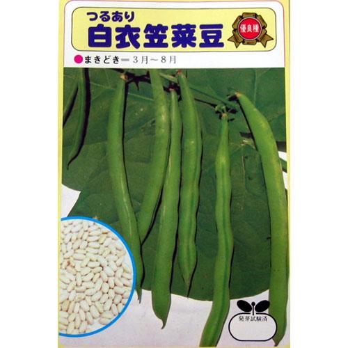 つるありいんげん 種 【白衣笠】 1dl （ 種 野菜 野菜種子 野菜種 ）