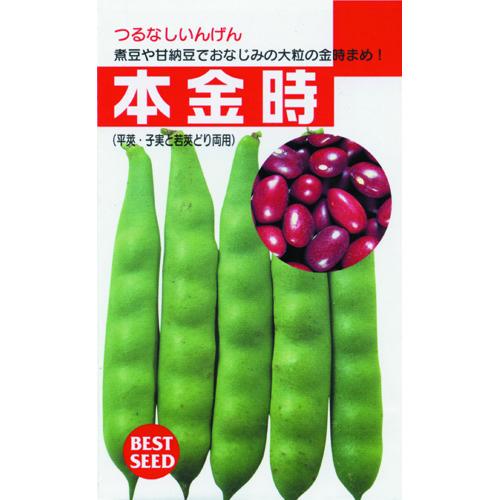 つるなしいんげん 種 【本金時】 約30ml （ 種 野菜 野菜種子 野菜種 ）