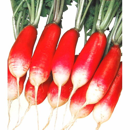 廿日大根 種 【紅白】 小袋（約10ml） （ 種 野菜 野菜種子 野菜種 ）
