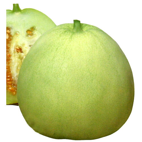 樂天商城 - メロン 種 【ニューメロン】 小袋 （ 種 野菜 野菜種子 野菜種 ）