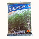 緑肥・牧草 種 【 ソルゴー 】 種子 1kg （ 種 野菜 野菜種子 野菜種 ）